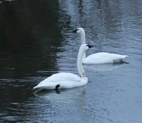 Fototapeta premium Trumpeter swans swimming 