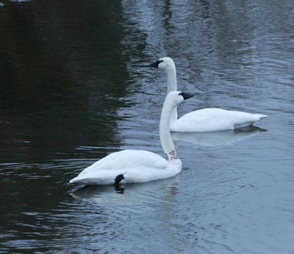 Trumpeter Swans Swimming 