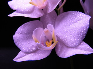Purple orchid
