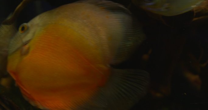 Discuses, Yellow Fish, Among The Water Plants in Darkness, Fish Closeup