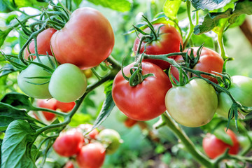 Tomatoes
