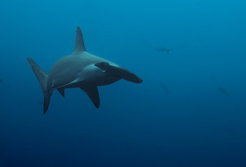 Close up of hammerhead shark in the deep blue - obrazy, fototapety, plakaty