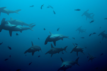 Naklejka premium Large school of hammerhead sharks in the blue