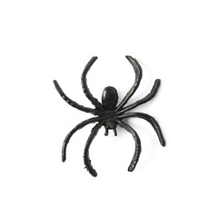 Fake rubber spider toy isolated