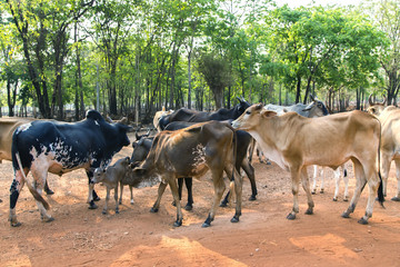 Thailand white cow herds on Tiger Temple, Kanchanaburi, Thailand.