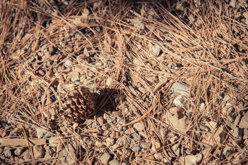 Pine cone fall down on the floor in Classic theme