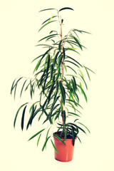 Dracaena in a pot
