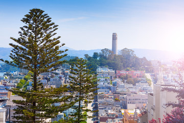 Obraz premium Coit Tower behind fir tree over the San Francisco