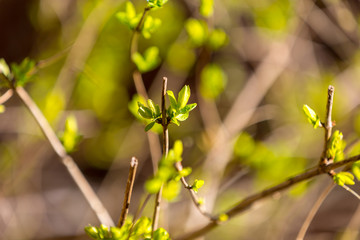 Knospen im Frühling