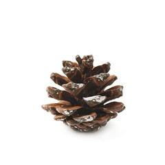 Single decorational pine cone isolated