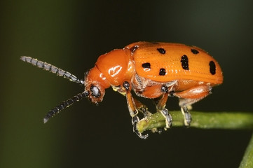 Crioceris duodecimpunctata (Spotted Asparagus Beetle)