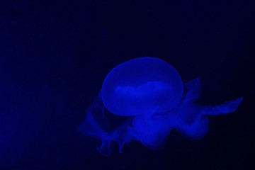 A blue jellyfish in an aquarium tank
