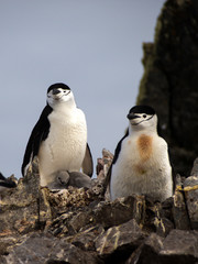 Obraz premium Wild Chinstrap Penguins in Antarctica