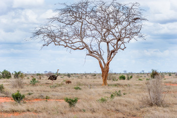 Landschaftsaufnahme mit einem Strauß