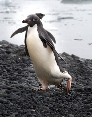 Naklejka premium Adelie Penguins coming out of water in Antarctica