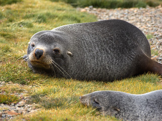 Obraz premium Antarctic fur seal in South Georgia Antarctica
