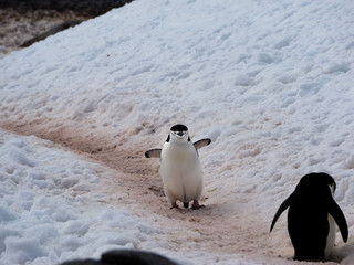 Naklejka premium Wild Chinstrap Penguins in Antarctica