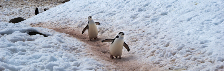 Wild Chinstrap Penguins in Antarctica
