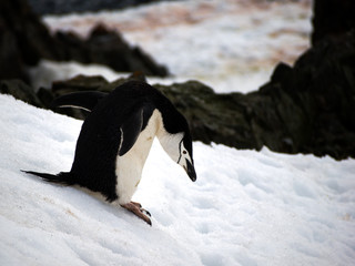 Obraz premium Wild Chinstrap Penguins in Antarctica