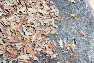 Dry brown the leaves on concrete