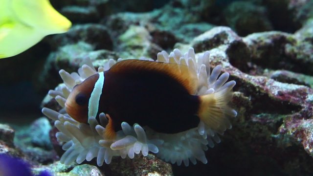 Clown fish in Aquarium