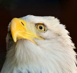 Bald eagle.