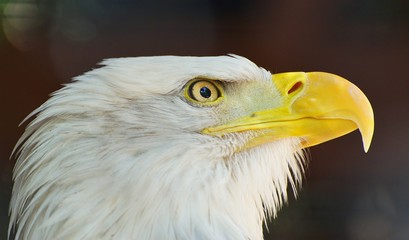 Bald eagle.