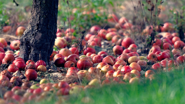 Pommes &agrave; cidre pr&ecirc;tes &agrave; ramasser