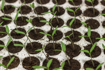 Tomato seedlings sprout
