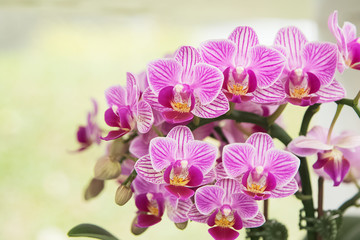 Closeup of  orchid phalaenopsis. Bouquet of flowers orchids