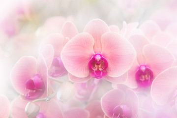 Closeup of  orchid phalaenopsis. Bouquet of flowers orchids