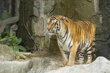 Fototapeta na wymiar bengal tiger stand on the rock