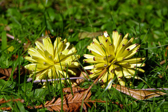 Fr&uuml;chte des Gl&uuml;cksbaum (Camptotheca acuminata)