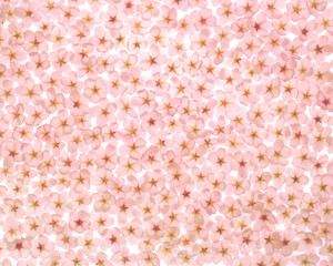 桜の花の敷き詰め