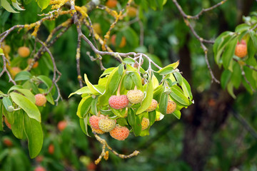 Frucht des Benthams Hartriegel (Cornus capitata)