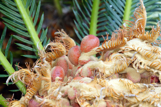 Japanischer Sagopalmfarn(Cycas revoluta)