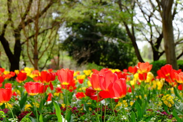 チューリップのお花畑