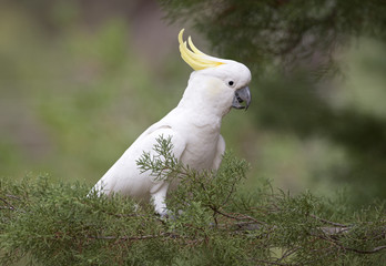 A yellow crested cockatoo, Victoria, Australia.