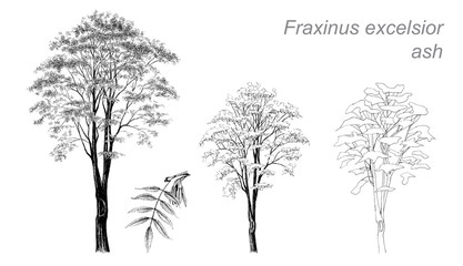 vector drawing of ash (Fraxinus excelsior)