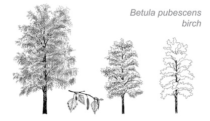Obraz premium vector drawing of birch (Betula pubescens)