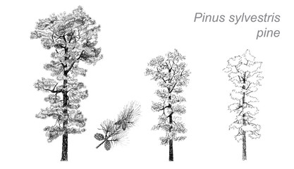 vector drawing of pine (Pinus sylvestris)
