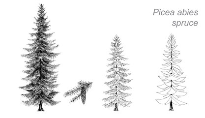 vector drawing of spruce (Picea abies) - obrazy, fototapety, plakaty