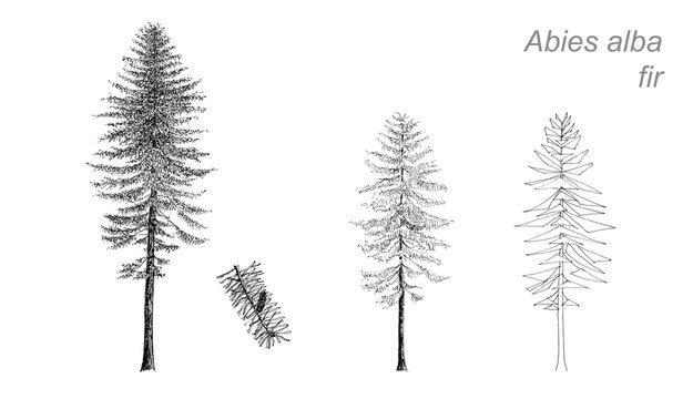 vector drawing of fir (Abies alba)