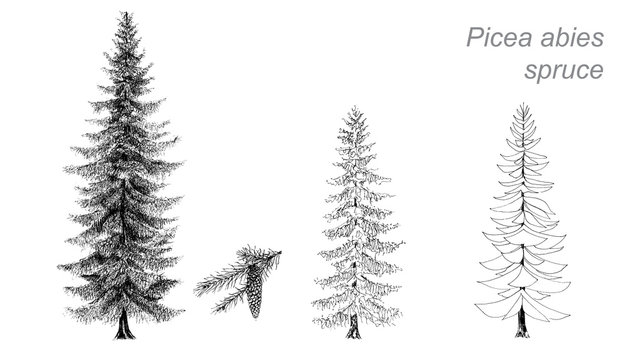 vector drawing of spruce (Picea abies)