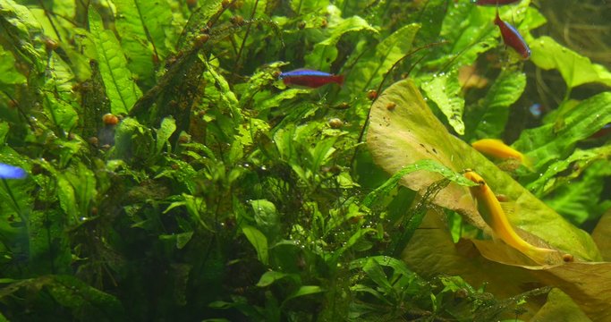Yellow Fishes are Feeding, Cardinal Tetra, Paracheirodon Axelrodi, School of Fishes in Aquarium