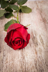red rose flower on wooden background