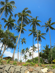 Green palms at the rocks in Weligama, Sri Lanka