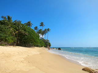 Green palms at empty beach in Weligama bay, Sri Lanka