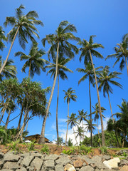 Obraz premium Green palms at the rocks in Weligama, Sri Lanka