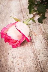 red rose flower on wooden background
